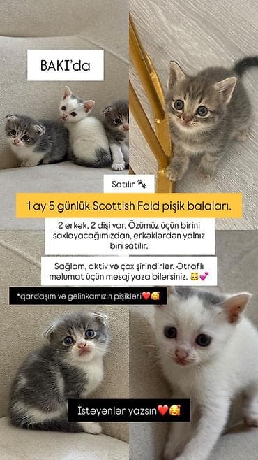 sari pisik: Şotland yastı qulaq, Erkək — 1