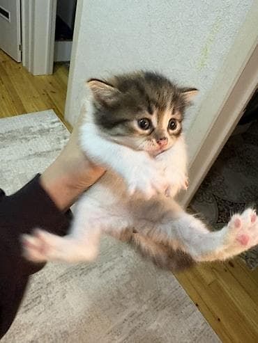 отдам котят в хорошие руки бесплатно: В добрые руки, Самовывоз — 5