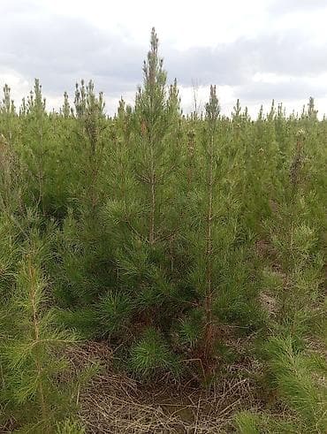 ucuz əşyalar: Şam (pine) tingləri – iynəyarpaq landşaft ağacı - Növ: Şam ağacı — 6