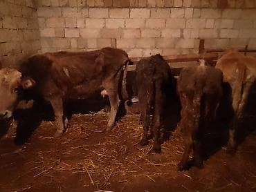 Atlar: Dişi, il: 4, 100 kq, Damazlıq, Ünvandan götürmə, Ödənişli çatdırılma — 1