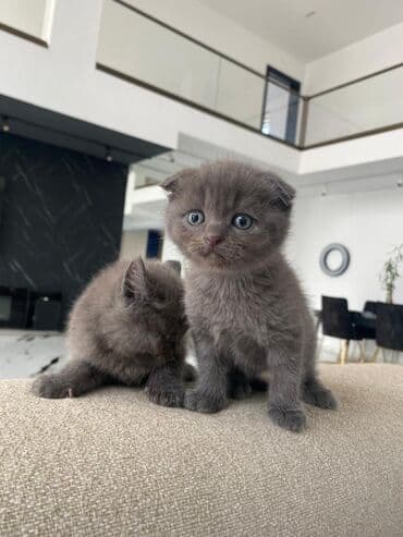 Balıqlar: Britan yastı qulaq, Erkək, Dişi, Yaxşı əllərə, Ünvandan götürmə, Pulsuz çatdırılma, Ödənişli çatdırılma — 25