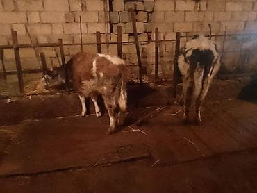 ətlik cucələr: Dana, buzov, Dişi, Simental, ay: 4, 50 kq, Ətlik, Ünvandan götürmə — 2