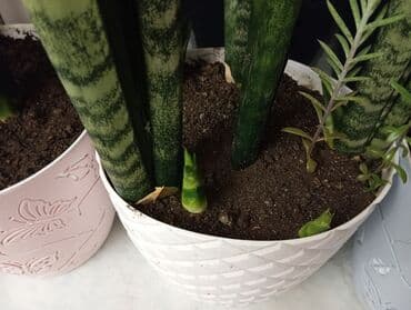 sine boyuden bitki: Sansevieria bitkisi (qılınc gülü və ya peyğəmbər qılıncı da deyilir) — 2