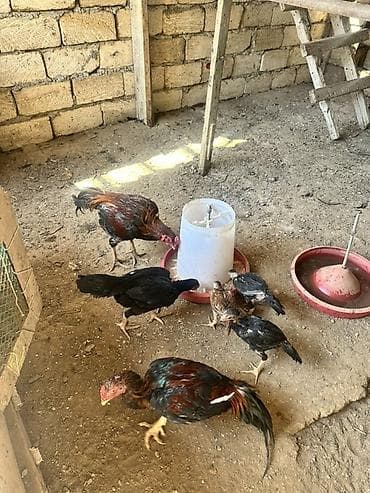 cuce ve xoruz: Salam heyratı xoruz fərsi 3balası satlır barterdə var — 3