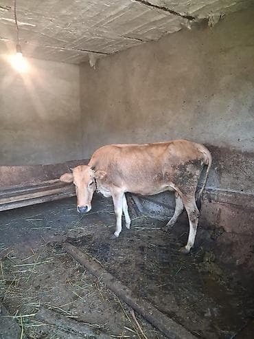unvan az qoyun satilir: Salam .bir qarın doğmuş heyvandı balası erkeydi 4 aylıqdı .hal hazrda — 3