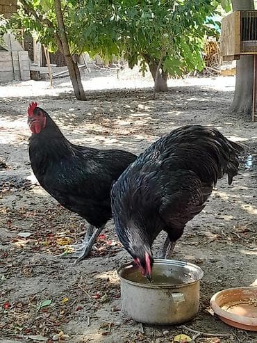 Toyuqlar: Təmiz avsrolop xoruzlardi 6ayliqdi 3 kiloya yaxin çəkiləri var — 4