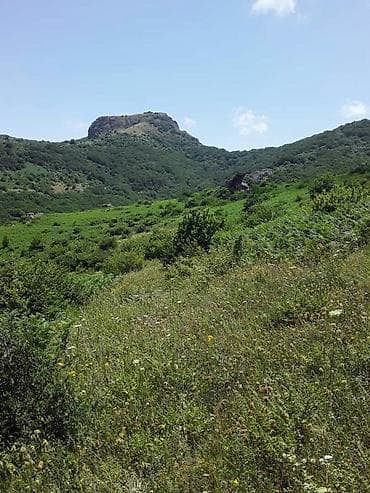 Bal: Astara Dağ Balı Satılır. Təmiz Və Keyfiyətli Pesok Qatılmayıb — 6