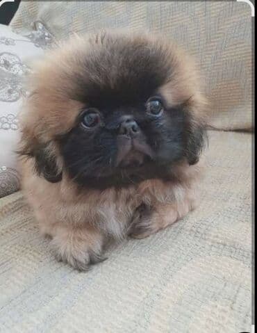 avcarka balası: Pekines — 2