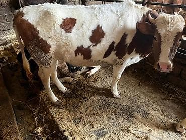 Птицы: Kök düyələr — 4