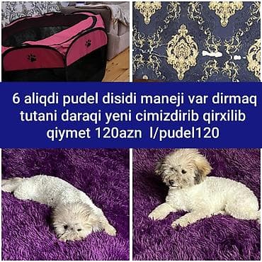 pulsuz itlər: Pudel balası – dişi, 6 aylıq. Tam dəsti: - Manej (oyun qəfəsi) - — 1