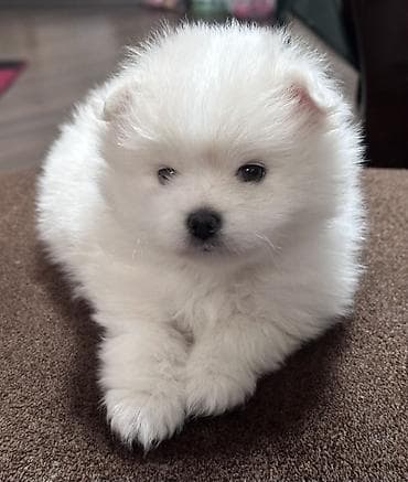 pitbul bala: Şpitz, 2 ay, Erkek, Peyvəndli — 2