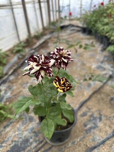 şaxtagülü qiyməti: Qızıl güllər satılır✅ İstənilən qədər var✅ Rəng çeşitləridə var✅ — 1