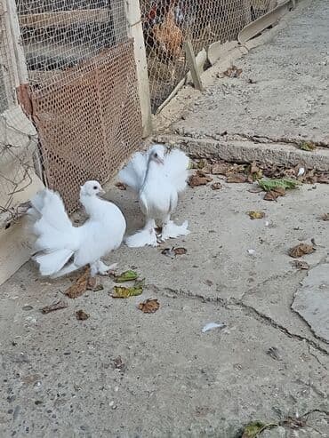 Cüt pavlinlər satılır. istəyən olsa vpya yaza bilər