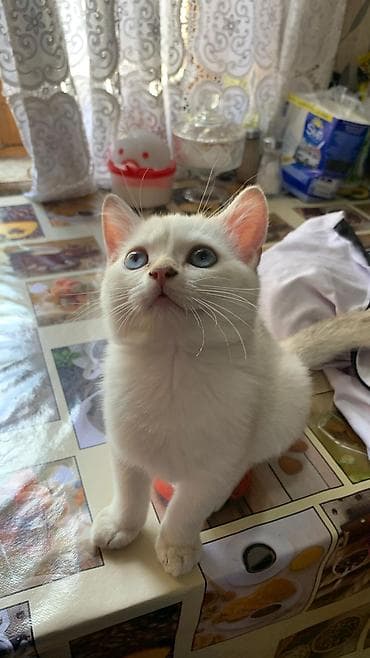 pisik sekileri: Britan — 2