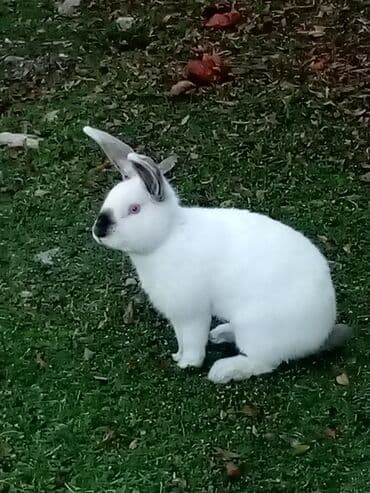 Куры: Ağ tüklü dovşan balaları.anasi atasi hamsi biryerde satilir.anasi — 9