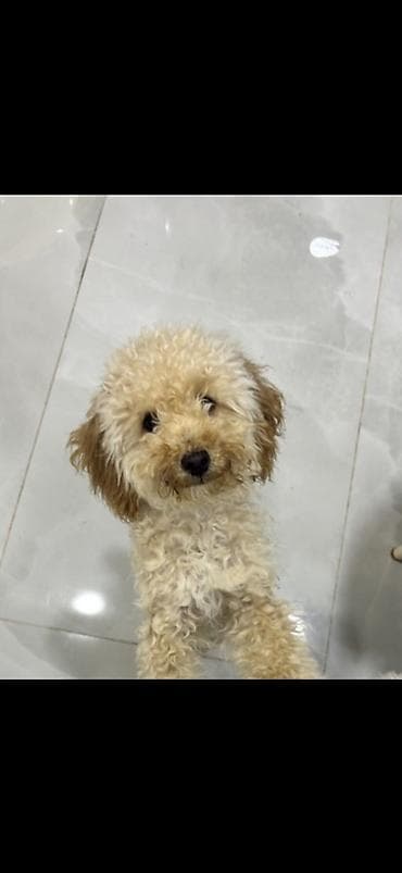poodle toy: Pudel — 3