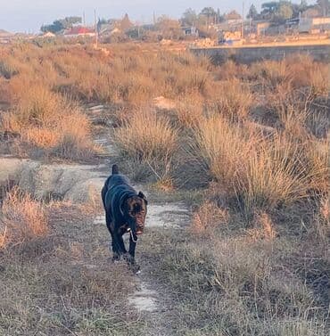 pomeranian qiyməti: Kane-Korso, 2 il, Dişi, Peyvəndli, Ünvandan götürmə — 3