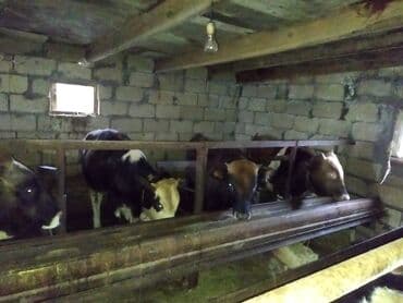 Great Wall: Satılır: iri buynuzlu heyvanla 11 baş 5 aylıq bordag malı çəkisi 130 — 3