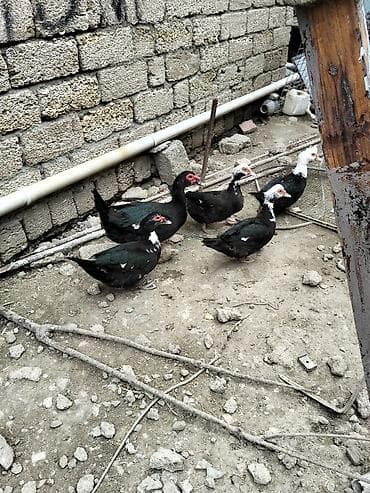 Ördəklər: Erkək, | Lal ördək, Ətlik — 5