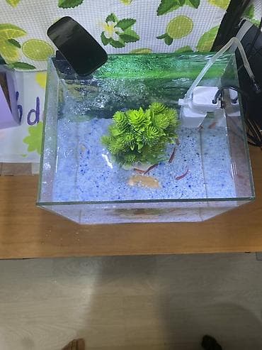 akvarumlar: Dördbucaq akvarium, Balıqlarla birlikdə, 20 l, Ünvandan götürmə — 2