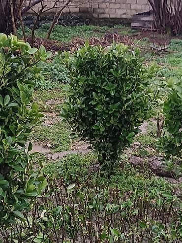 fıstıq ağacı: Ağaclar — 4