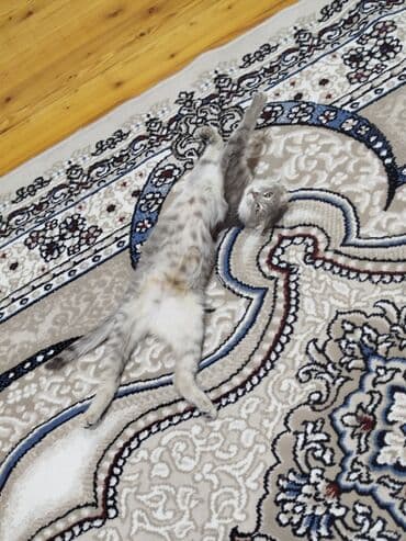 şotland pişikləri: Şotland yastı qulaq, Dişi — 3