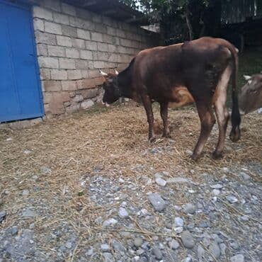 toyuq ucun yem qablari: Salam öz inəyimdi yanındada balası bir yerdə satılır alverci deyiləm — 5