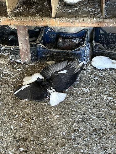 goyərcinler: 1cut 3 denede balalari, balalarin 3 ude abrezdi hamsi 60 manat — 2