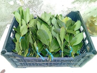 Meyvə və giləmeyvə: Məhsul: Dəfnə yarpağı (Laurus nobilis) İsmayilli rayon, öz — 4