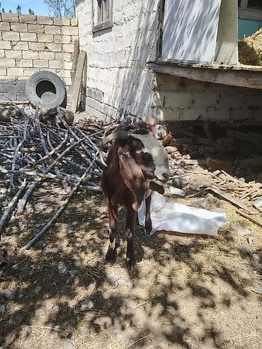 Südlük keçi – qəhvəyi rəng, alnı və burnunda ağ ləkəli. Uzun sallaq