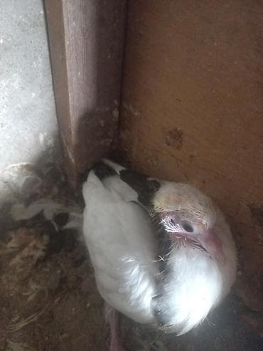 qu quşu: 3 ədəd göyərçin. Ünvan Sabunçu. Dişi qara boynugüllü — 6