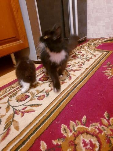 где можно купить котенка: Məhsul: Ev pişiyi və balası Təsvir: - Şəkillərdə iki pişik görünür — 3