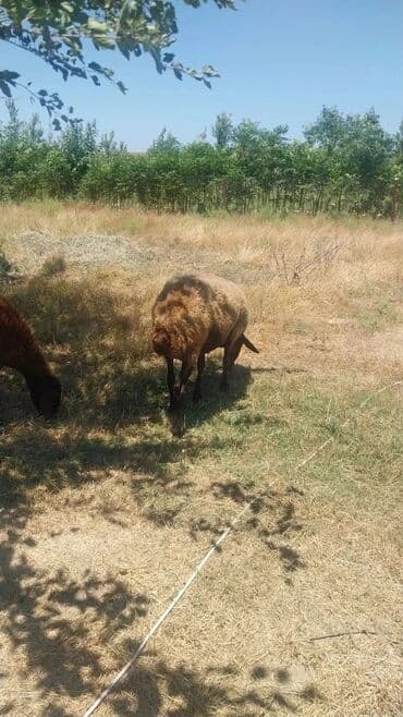 ramanov qoyun: Məhsul: Qoyun sürüsü Təsvir: - Şəkillərdə otlaqda saxlanan yerli — 12