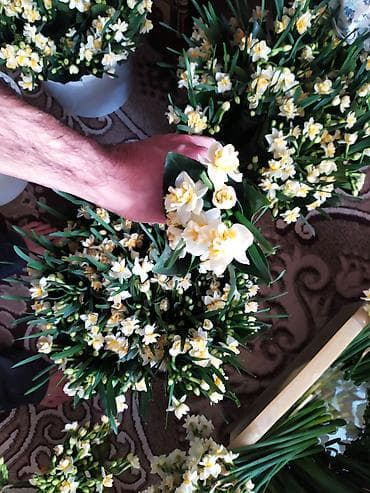 dipcey gulleri: Salam buket Nərgiz gülü say çoxdur buyurun sifariş verə bilərsiz bir — 2