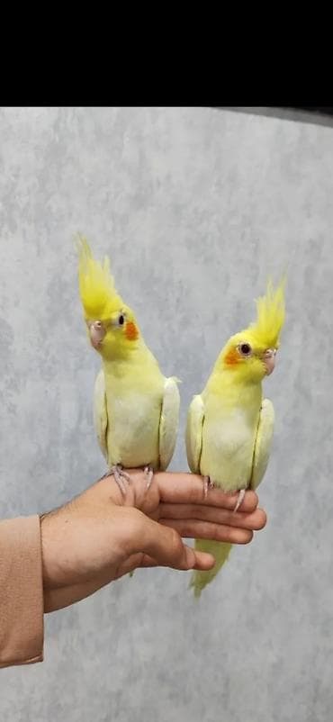 pavlin goyercin satisi: Karella sultan papuqayi satiram əl quşudu, rucnoydu, hazır cütdu — 1