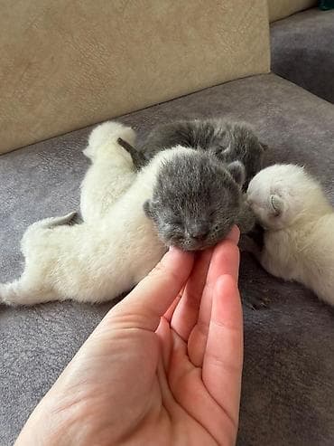 Digər heyvanlar: Təmiz qan Scottish Fold və Blue point Şinşila balalar, 7 mart — 3