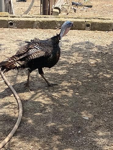 turk qozu: Erkək, Damazlıq — 2