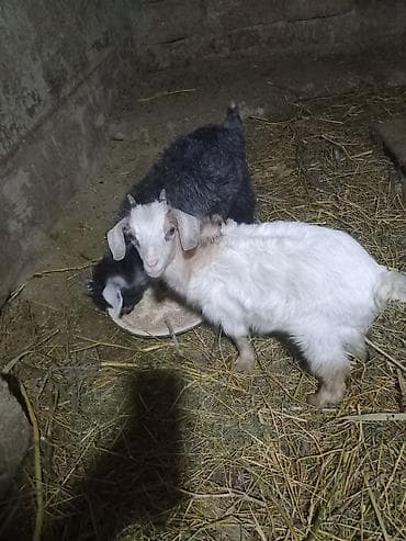 keci satanlar: Ekiz balali ekiz keci satiram tam saqlam Arpa buqda yeyen heyvanlardi — 2