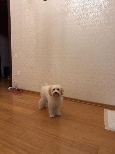 qoyun quzu nece yazilir: Maltipoo cinsi dişi it 11 aylığ . Bütün əşyaları ilə biryerdə verilir — 4