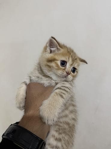 pişik cutleşdirme: Şinşilla — 10