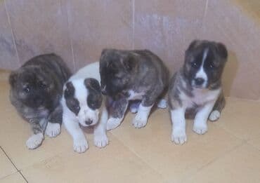 немецкий дог: Алабай — 2