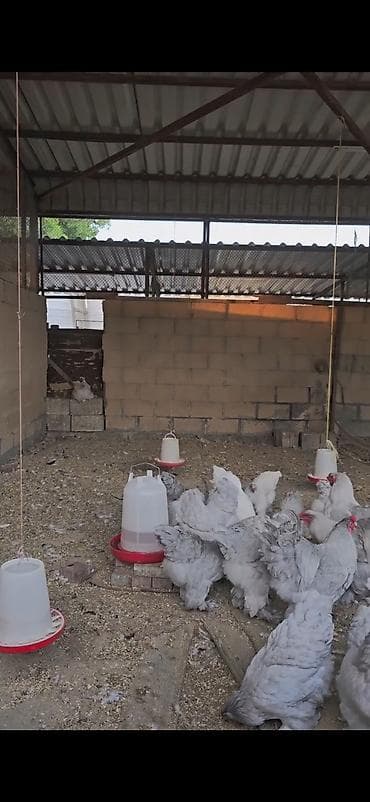 qusarda inek satilir: Boz rəngli Brahma cinsli toyuqlar 10 toyuq 3 xoruz — 1