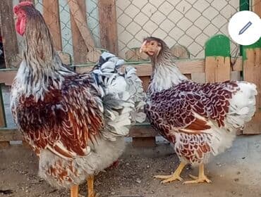 Toyuq, Damazlıq, Ünvandan götürmə