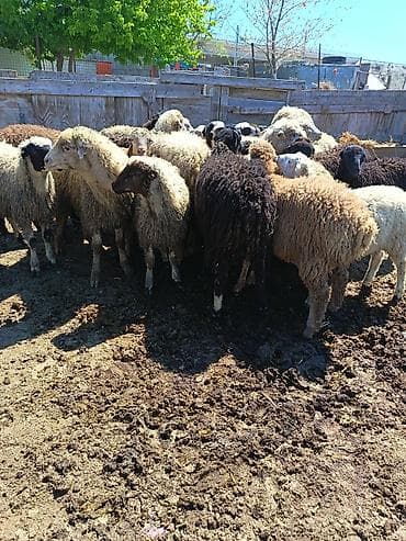 22 Ekey 3 dişi quzu kom satilir 260 manat — 2
