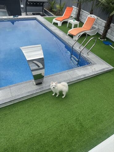 отдам в добрые руки шпица: Шпиц, 4 месяца, Самец — 13