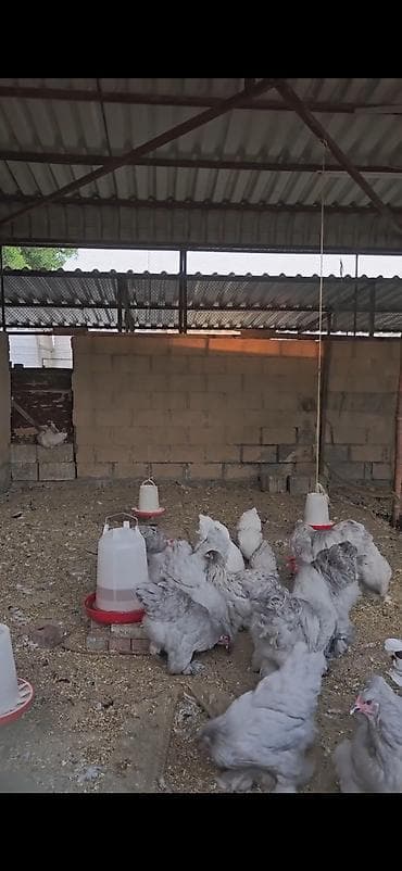 qusarda inek satilir: Boz rəngli Brahma cinsli toyuqlar 10 toyuq 3 xoruz — 4