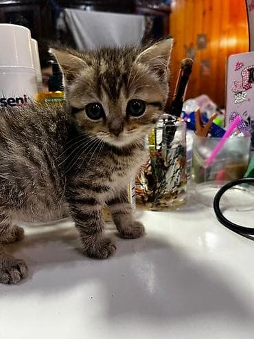 pişik eşyaları: Şotland yastı qulaq — 1