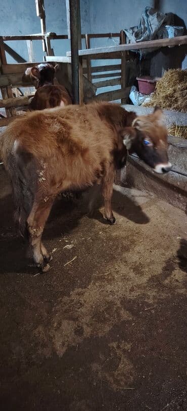 Satılır erkək dana ünvan Novxani lalafo.az -da Satılır erkək dana ünvan Novxani