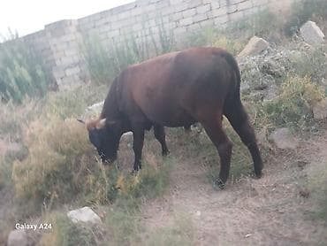 Qaramal – erkek Dana satilir tecili esil bordaxliq danadi