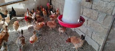 cins ineklerin qiymeti: Toyuq, Broyler, Yumurtalıq, Ünvandan götürmə — 4